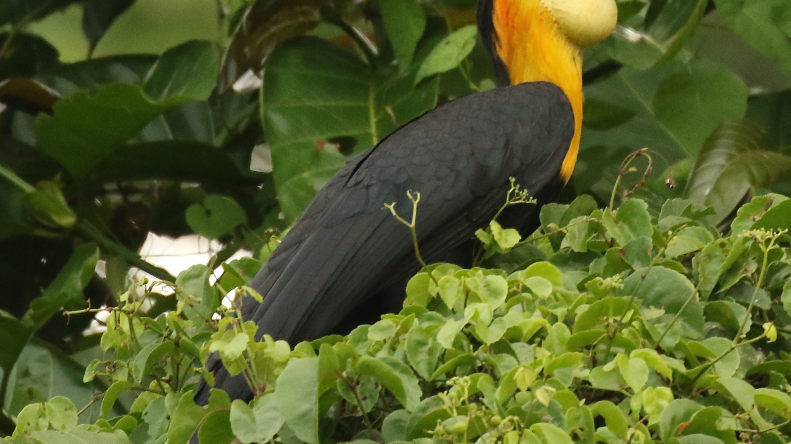 Wrinkled Hornbill