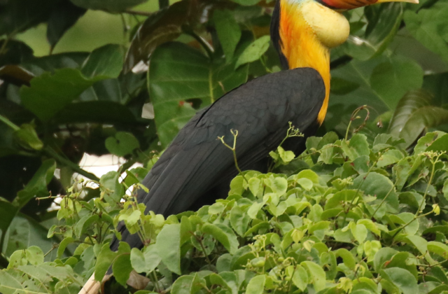 Wrinkled Hornbill