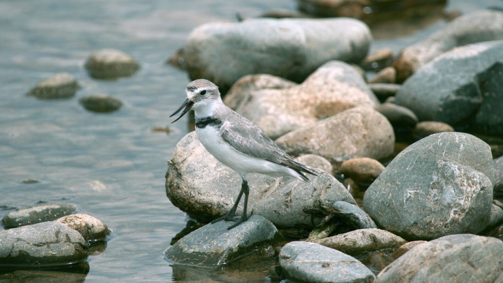 Wrybill