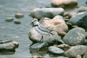 Wrybill