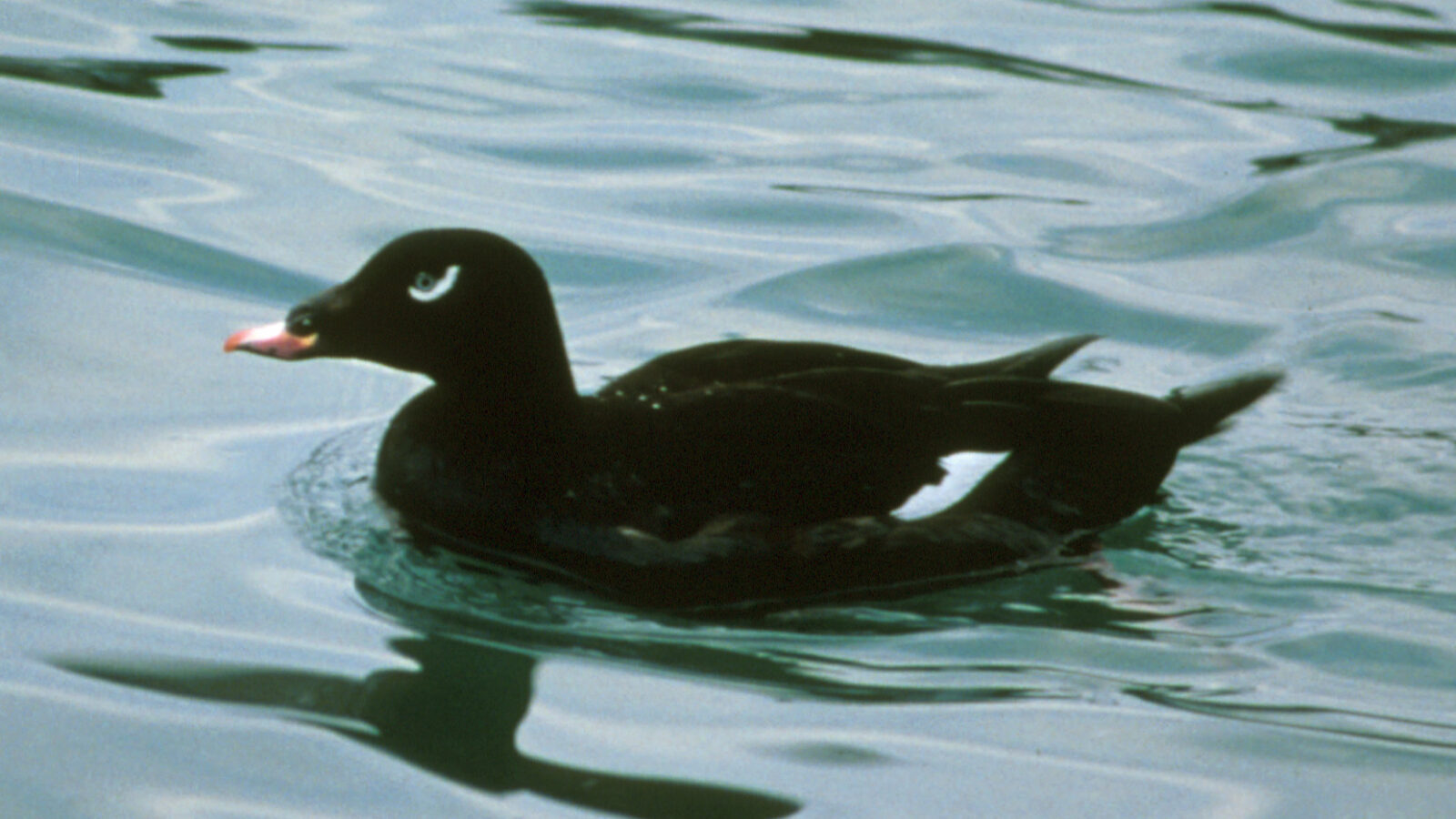 White-winged Scoter