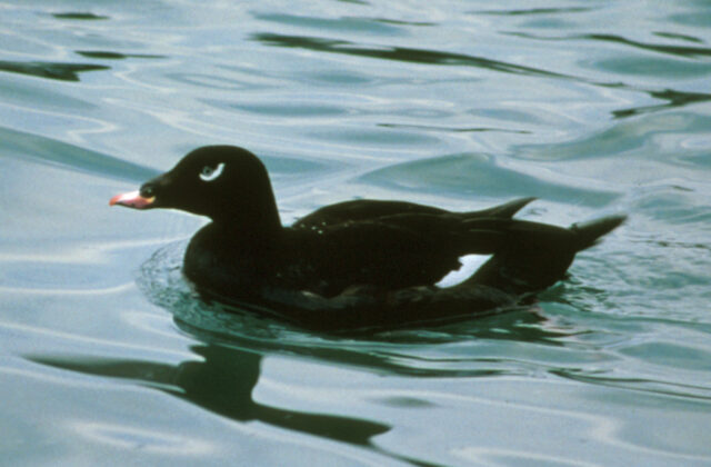 White-winged Scoter