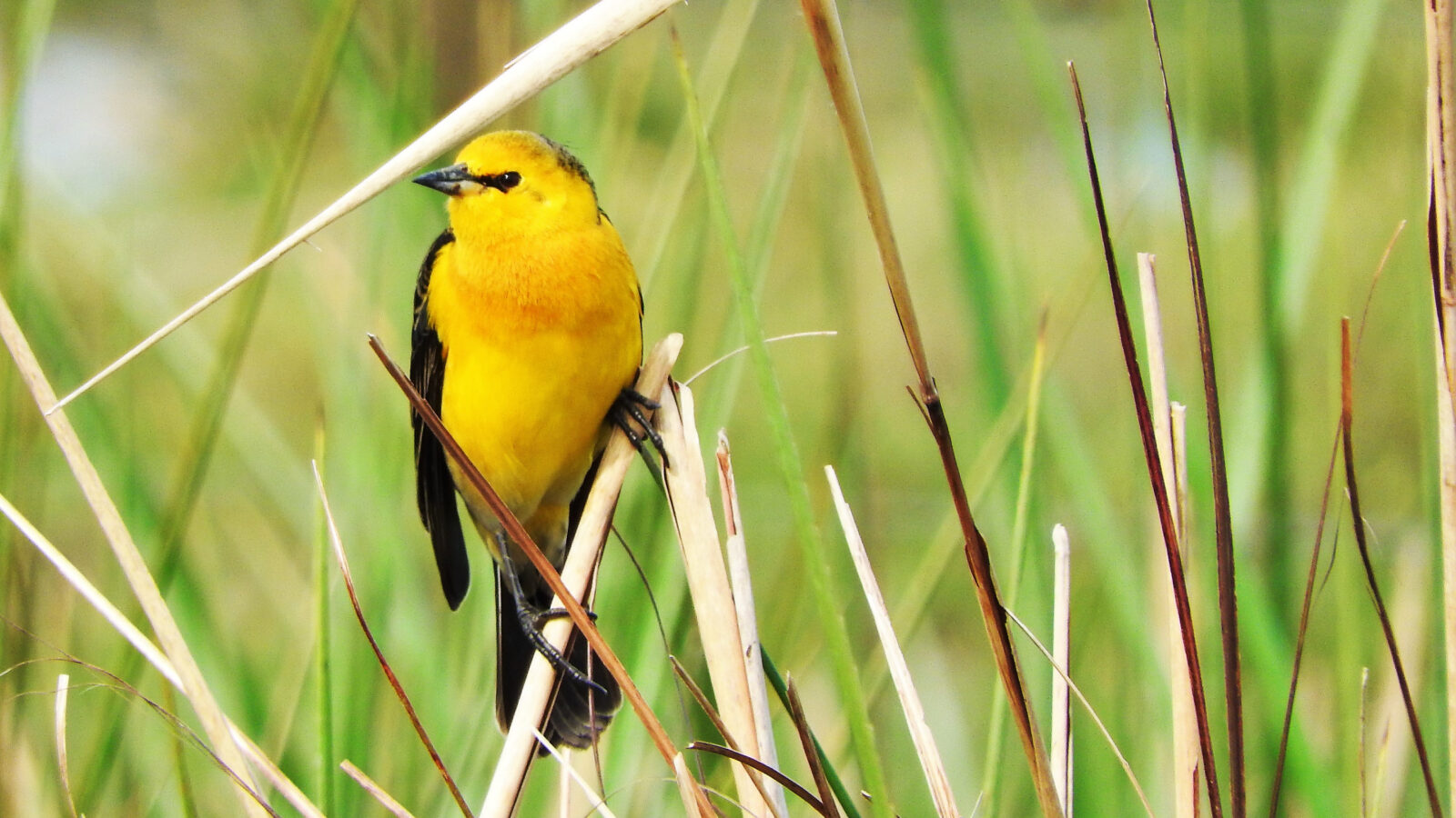Saffron-cowled Blackbird