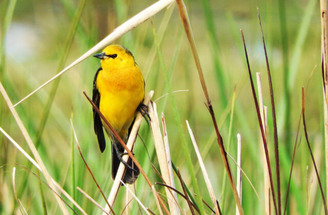 Saffron-cowled Blackbird