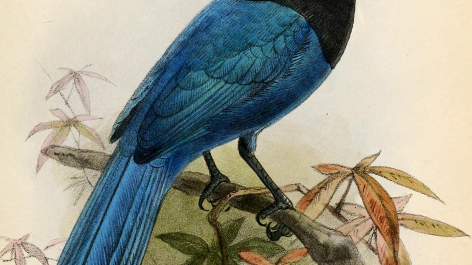 Bushy-crested Jay