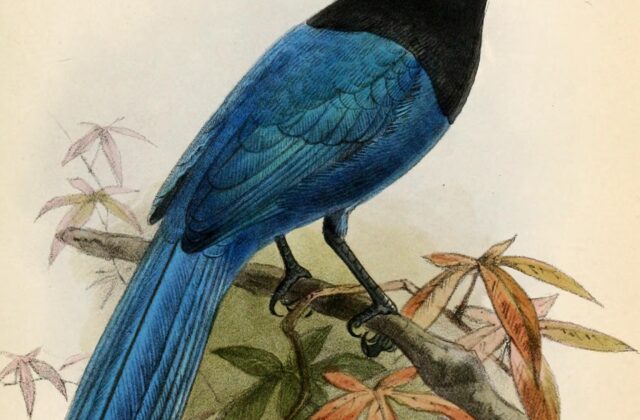 Bushy-crested Jay