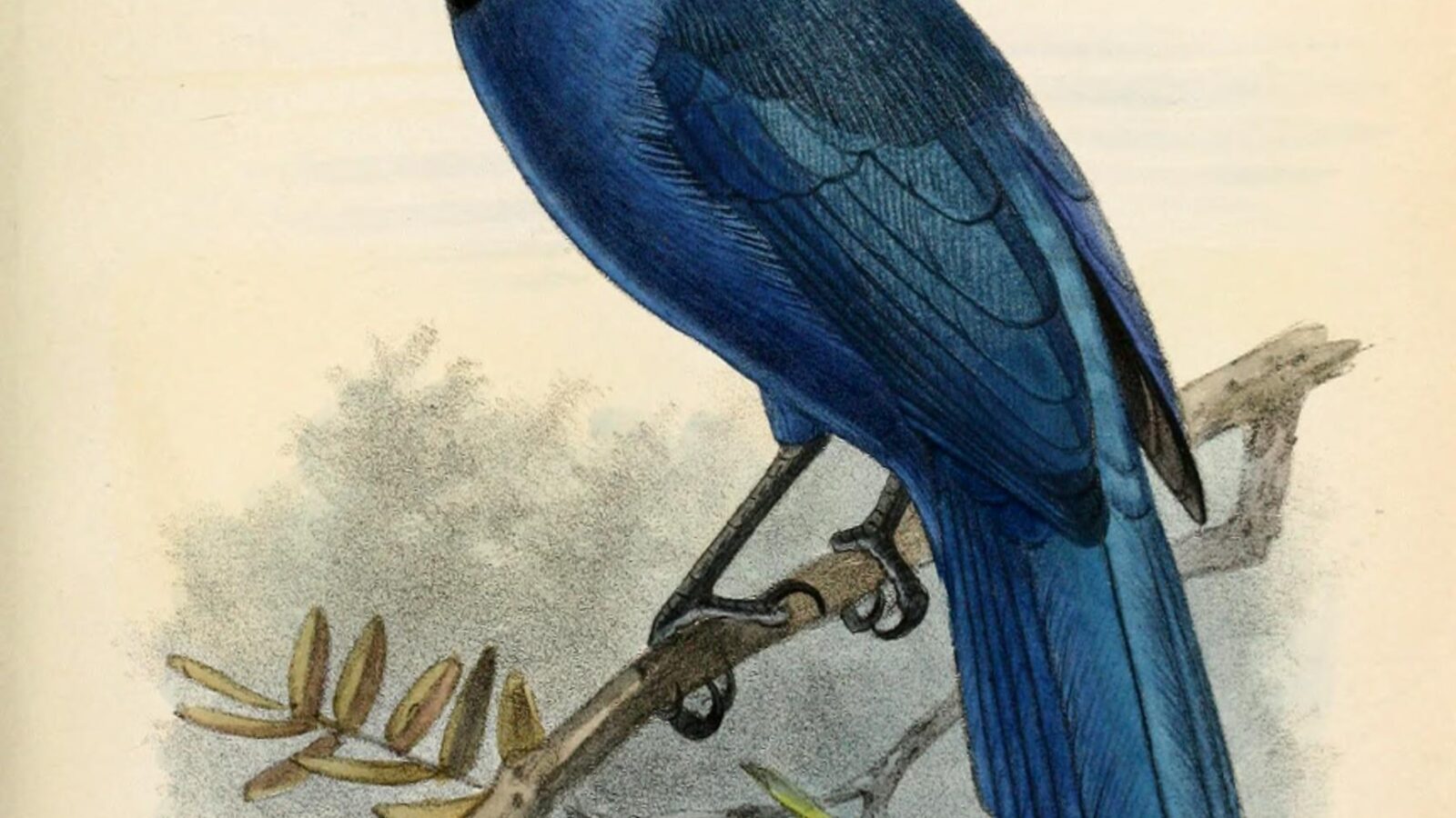 Black-collared Jay
