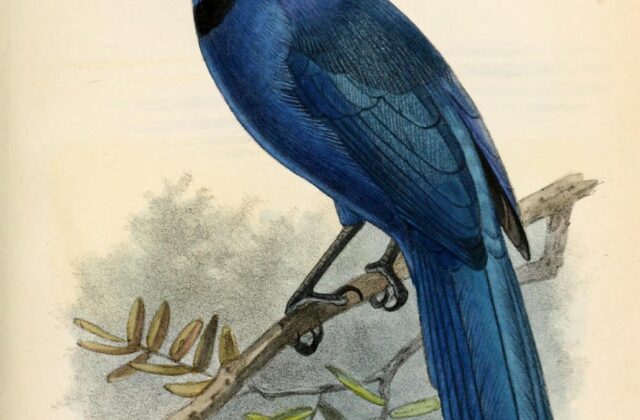 Black-collared Jay