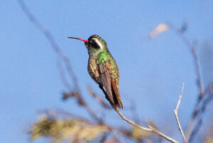 Xantus’s Hummingbird