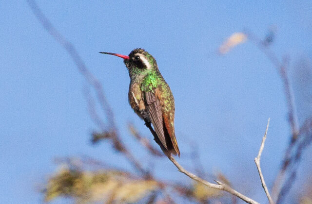 Xantus’s Hummingbird