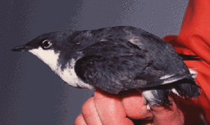 Guadalupe Murrelet