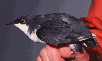 Guadalupe Murrelet
