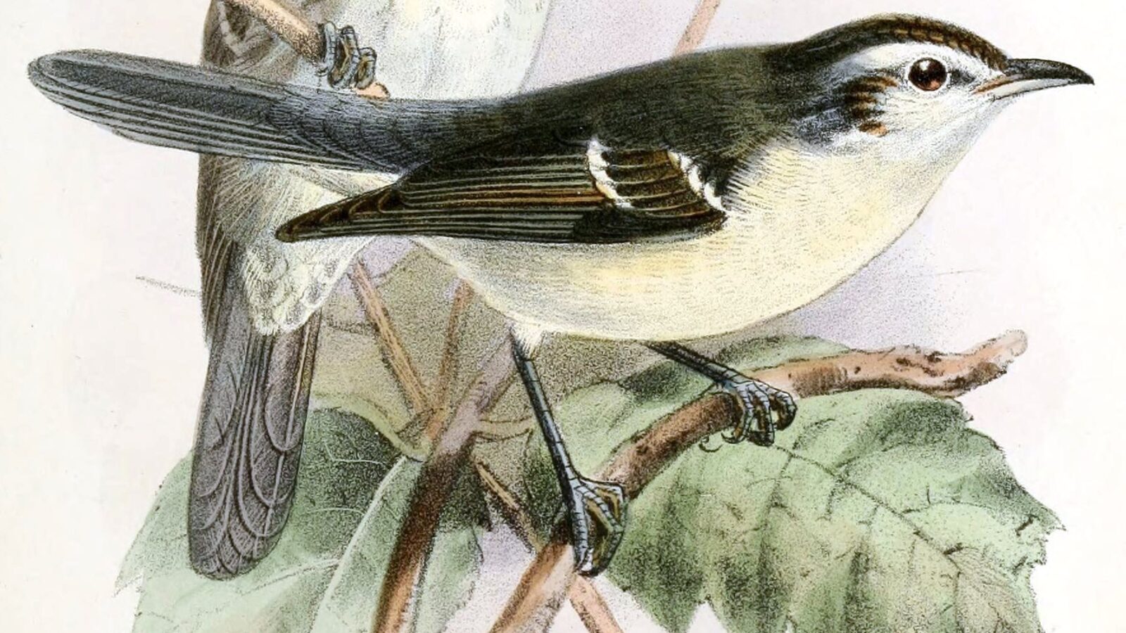 Double-banded Greytail
