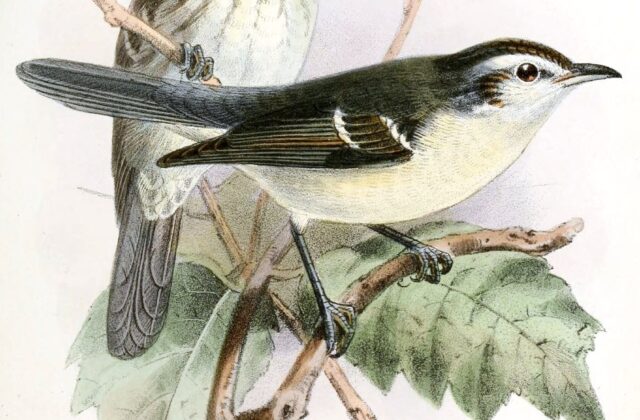 Double-banded Greytail