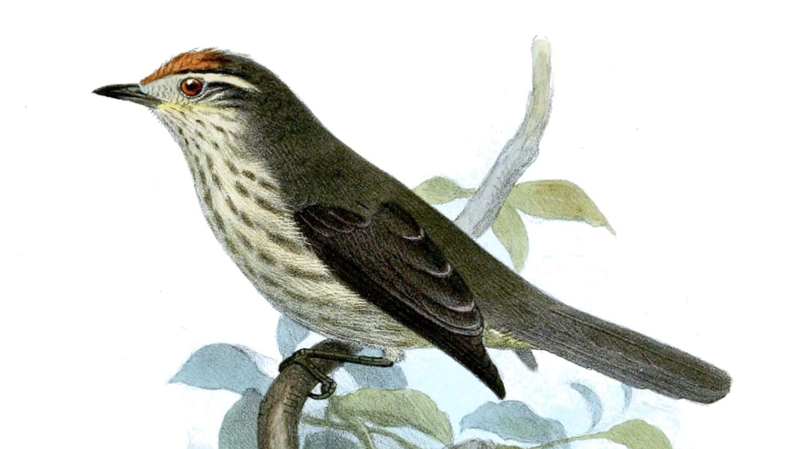 Equatorial Greytail