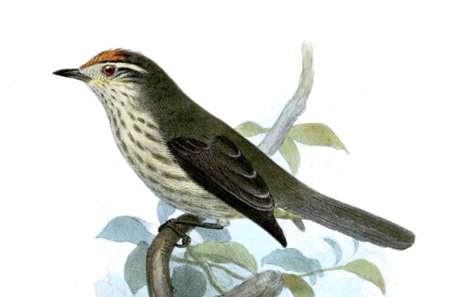 Equatorial Greytail