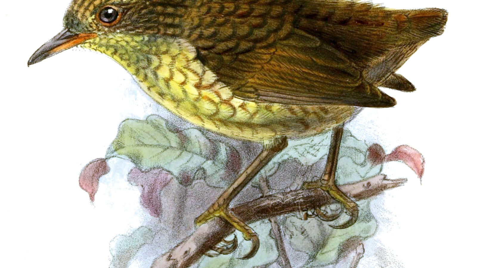 Lyall’s Wren
