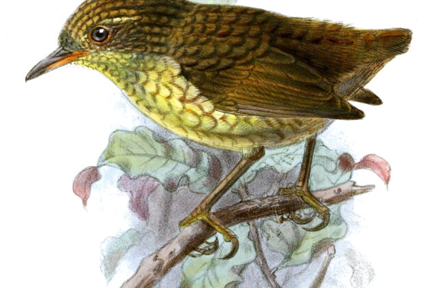 Lyall’s Wren