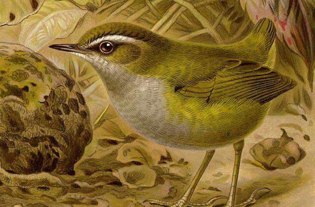 Bushwren