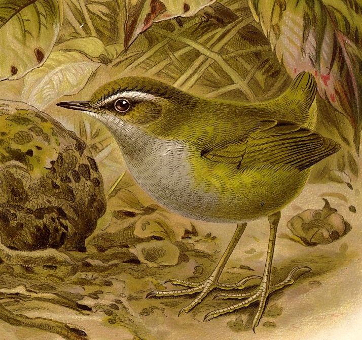 Bushwren