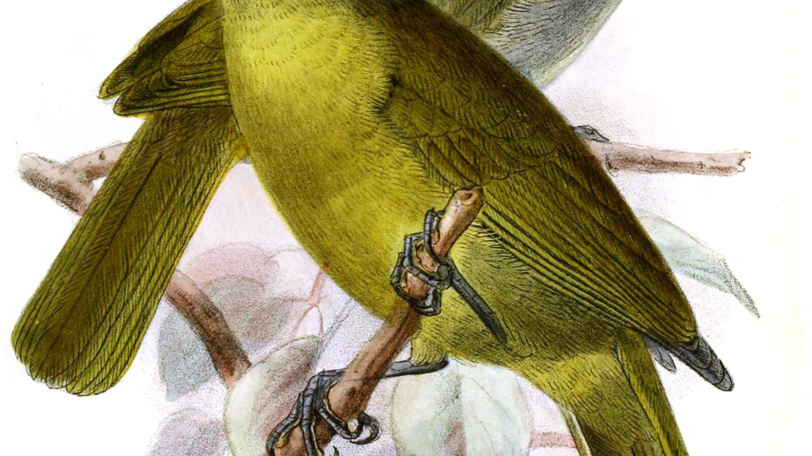 Black-browed Mountain Greenbul