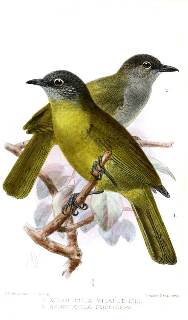 Black-browed Mountain Greenbul