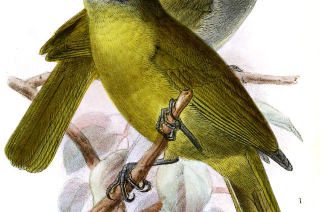 Black-browed Mountain Greenbul