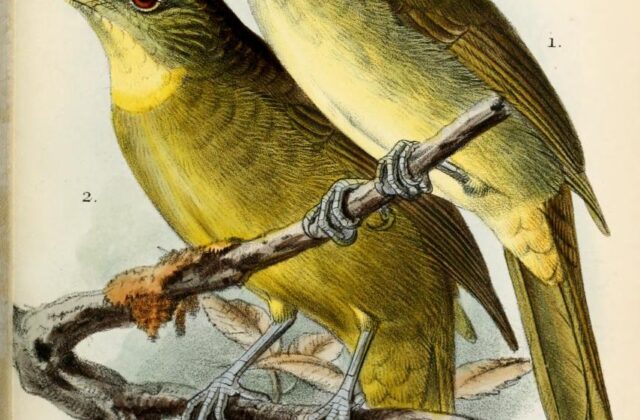 Yellow-bearded Greenbul