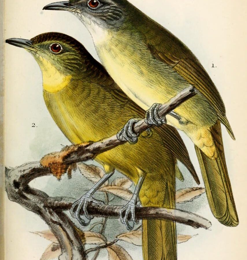 Yellow-bearded Greenbul