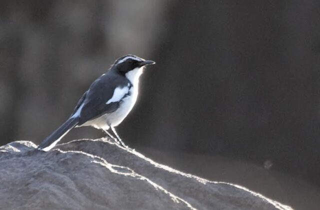 Angola Cave Chat