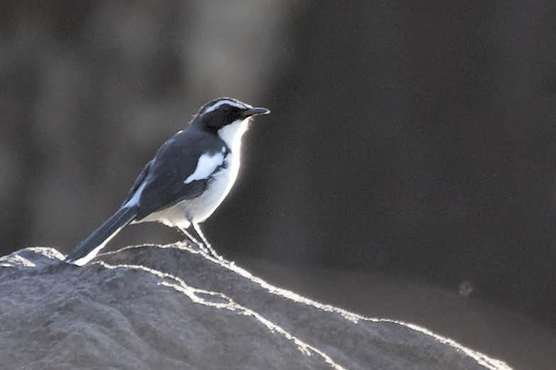 Angola Cave Chat