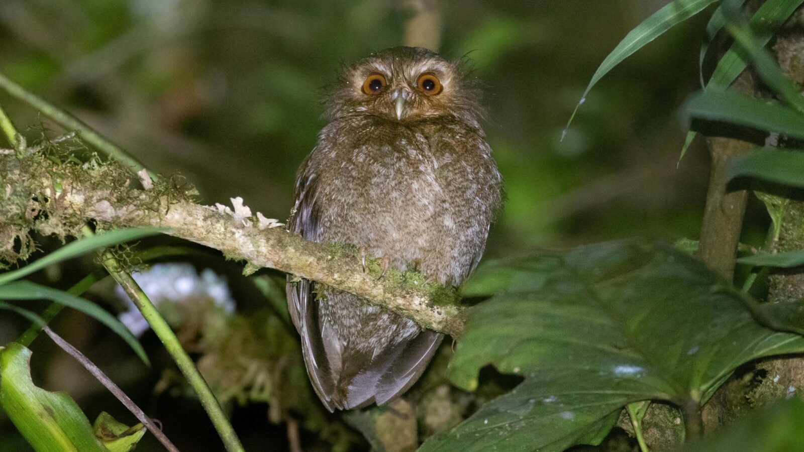 Long-whiskered Owlet