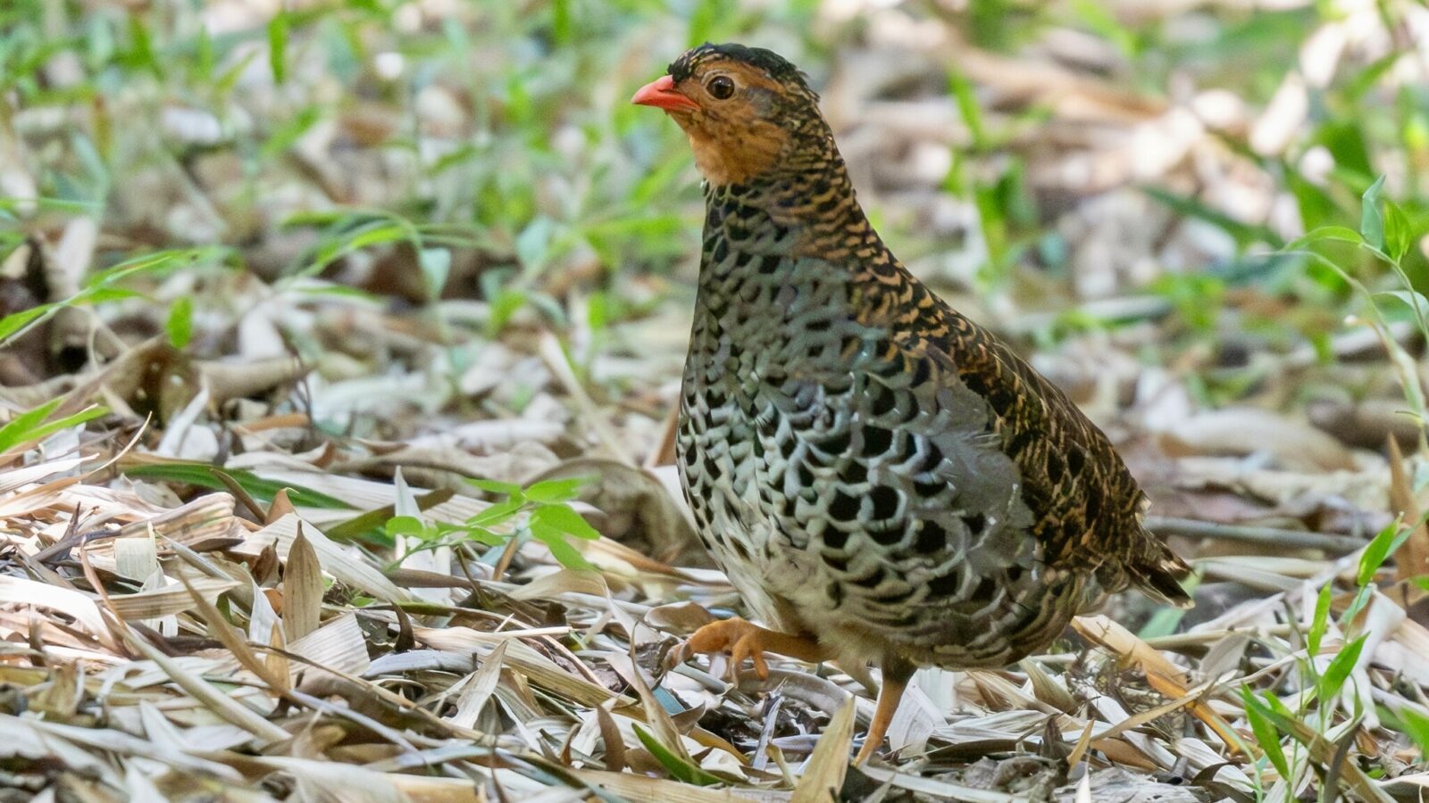Udzungwa Forest Partridge