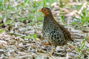 Udzungwa Forest Partridge