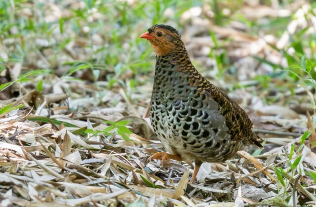 Udzungwa Forest Partridge