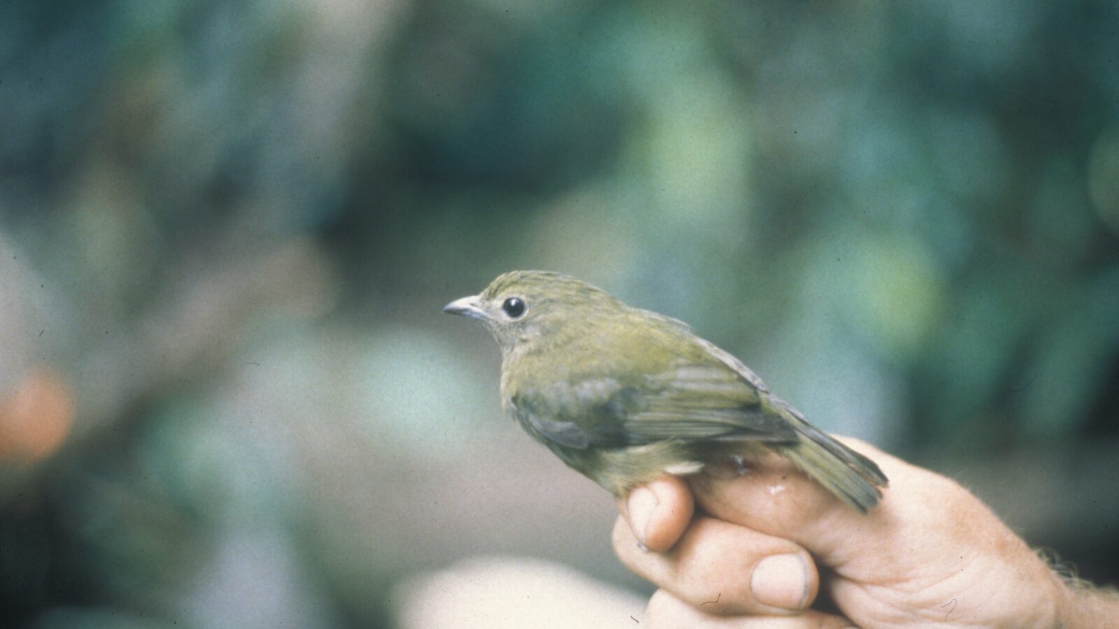 Green Manakin