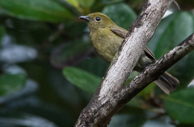 Olive Manakin
