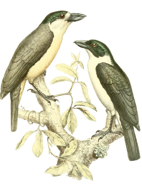Van Dam’s Vanga
