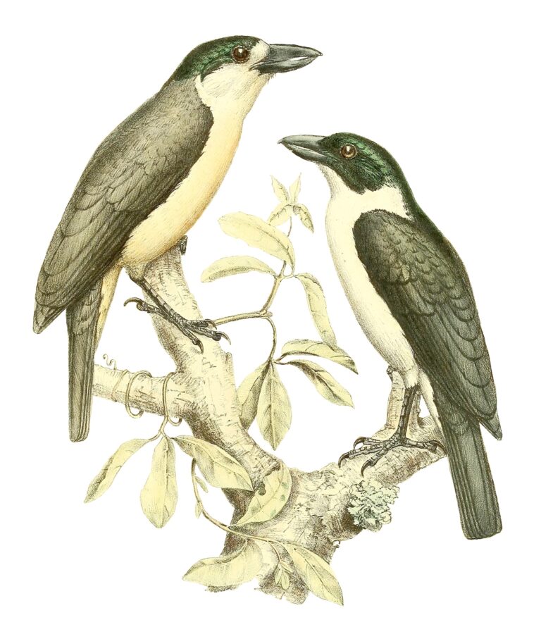 Van Dam’s Vanga