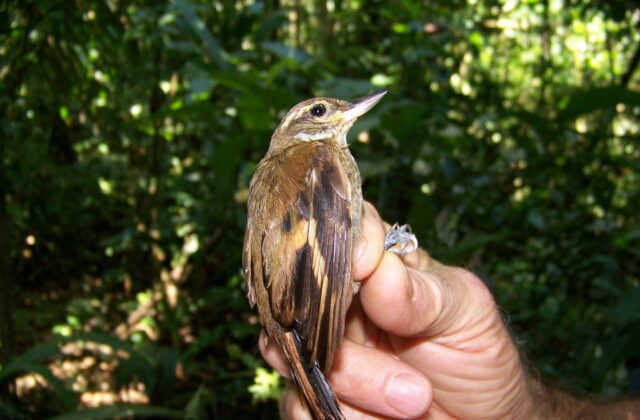 Amazonian Plain Xenops