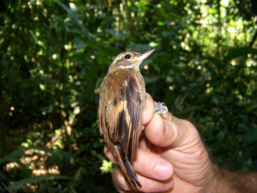 Amazonian Plain Xenops