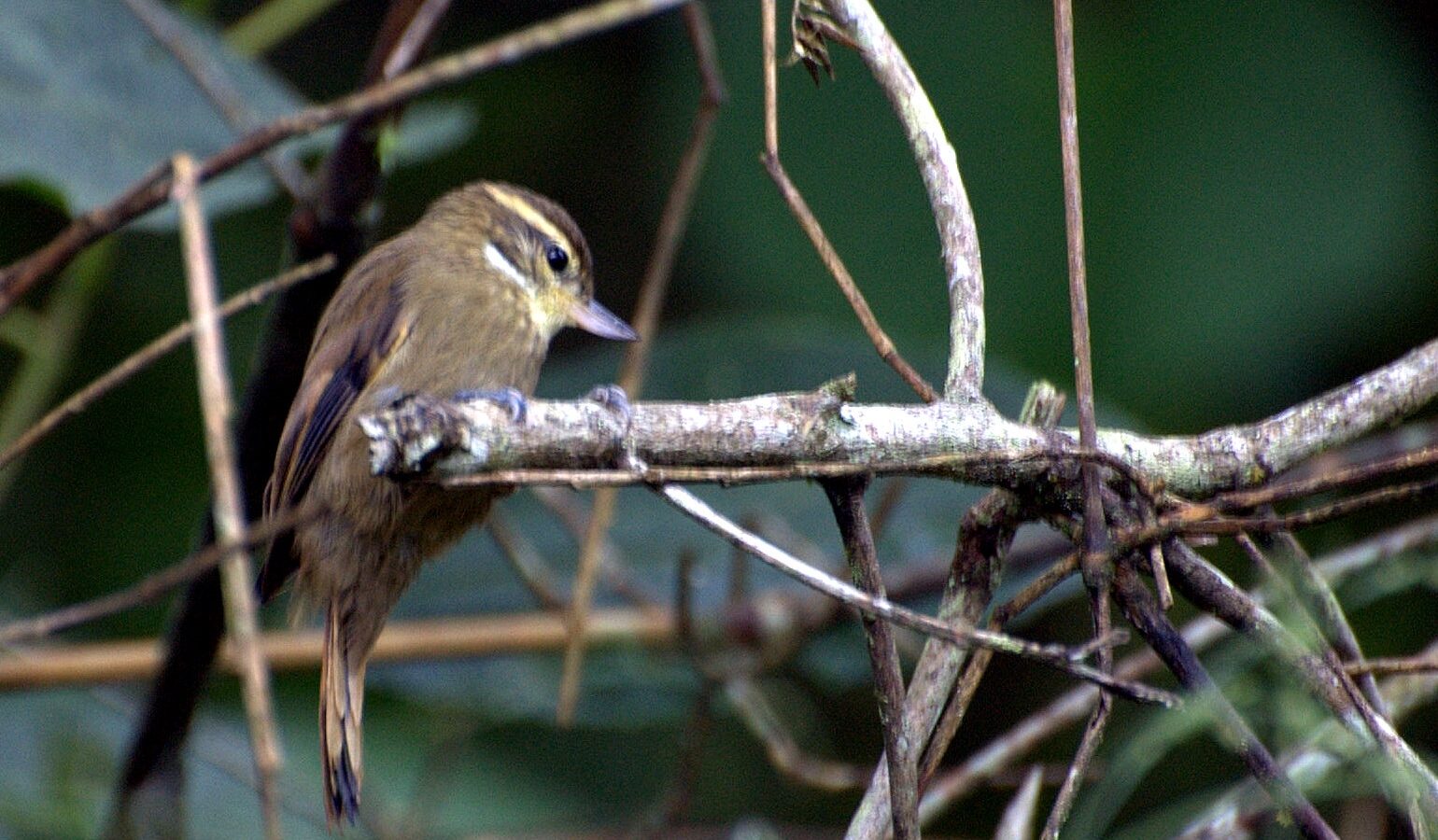Atlantic Plain Xenops