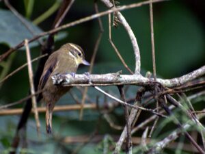 Atlantic Plain Xenops