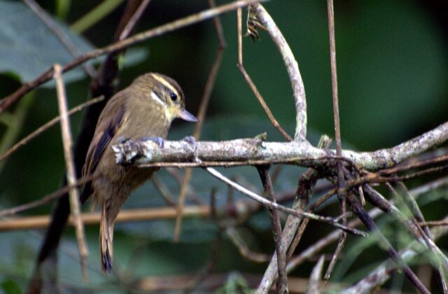 Atlantic Plain Xenops