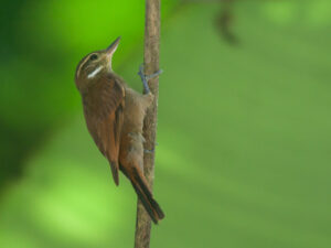 Northern Plain Xenops