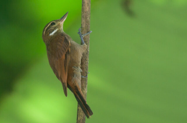 Northern Plain Xenops
