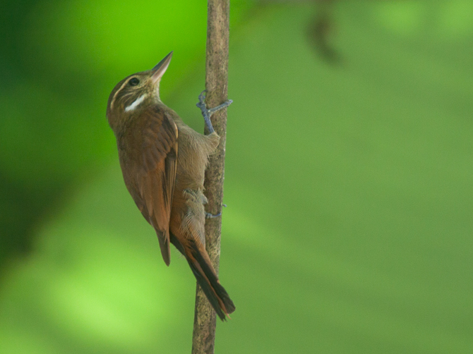 Northern Plain Xenops