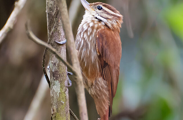 Streaked Xenops