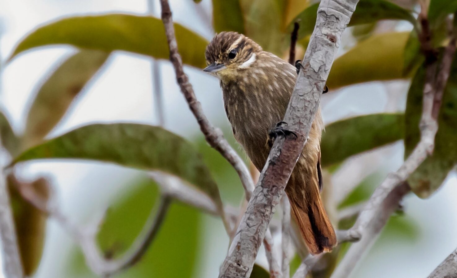 Slender-billed Xenops