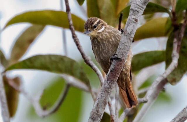Slender-billed Xenops